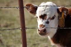 barbed wire колючая проволока