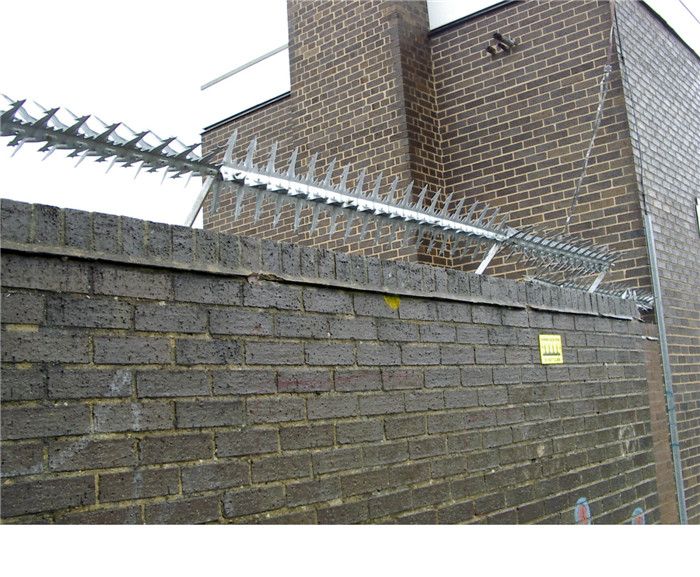 Цветы на Стене - Хранитель - Стеновой Шип